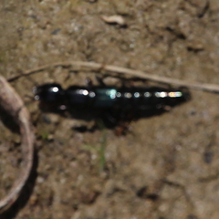 Thyreocephalus