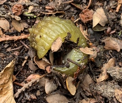 Athoracophorus papillatus