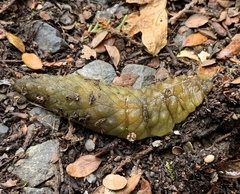 Athoracophorus papillatus