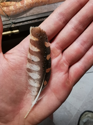 Plume de Faucon crécerellette