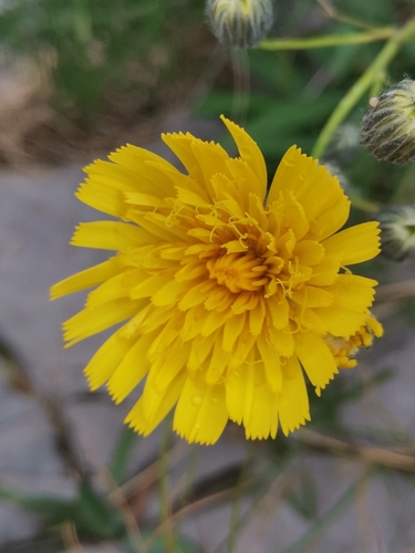 Hieracium glaucum, photograph 1
