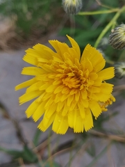Hieracium glaucum