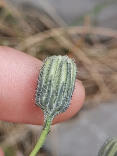 Hieracium glaucum, photograph 2