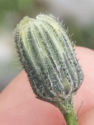 Hieracium glaucum, photograph 4
