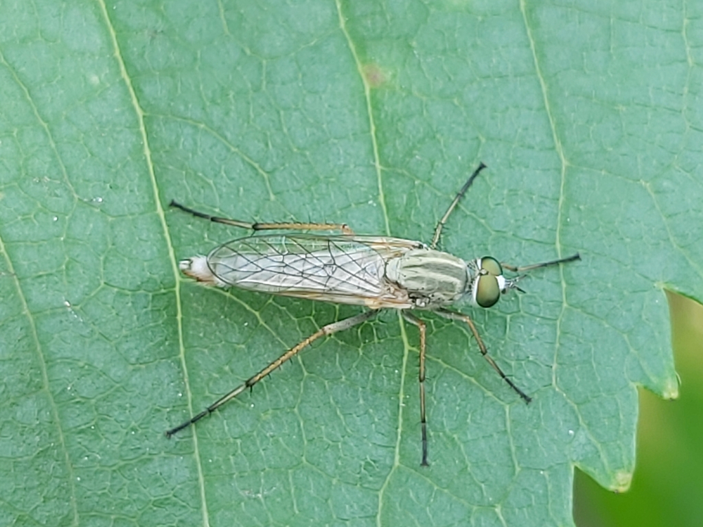 Southern Silver Stiletto-fly