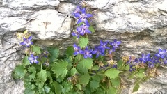 Campanula elatines
