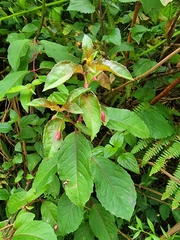 Fuchsia magellanica image