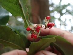 Pittosporum illicioides