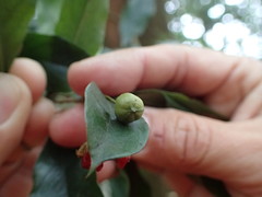 Pittosporum illicioides