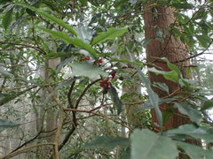 Pittosporum illicioides