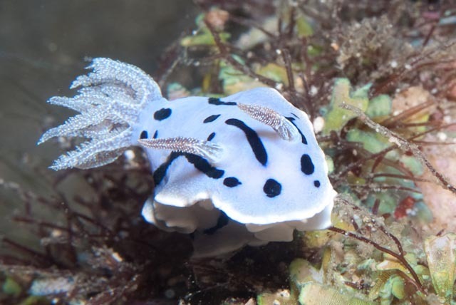 Striped White Sea Slug