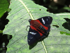 Yanguna spatiosa