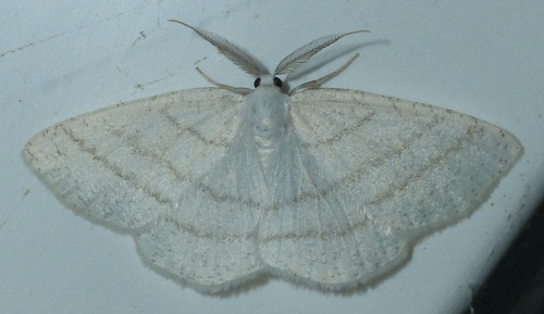 Cabera pusaria