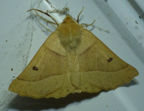 Crocallis elinguaria