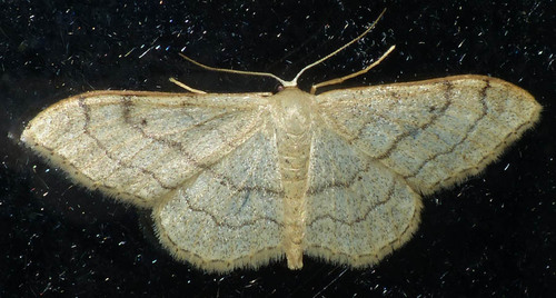 Idaea aversata
