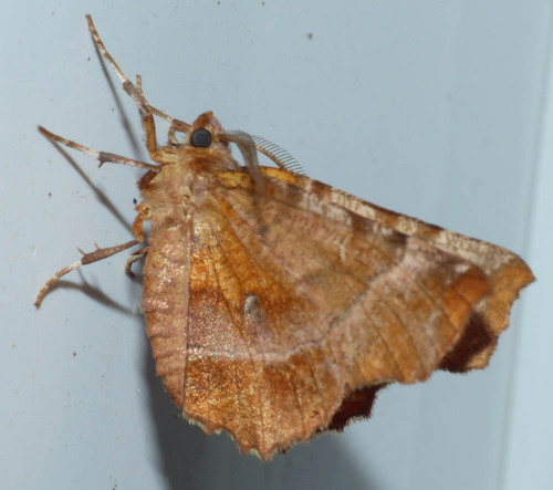 Selenia dentaria