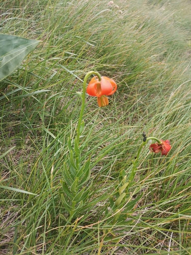 Image of Carniolan Lily (Lilium carniolicum) by (c) Ljaž, some rights reserved (CC BY)