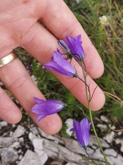 Campanula marchesettii, photograph (c) Ljaž, some rights reserved (CC BY)