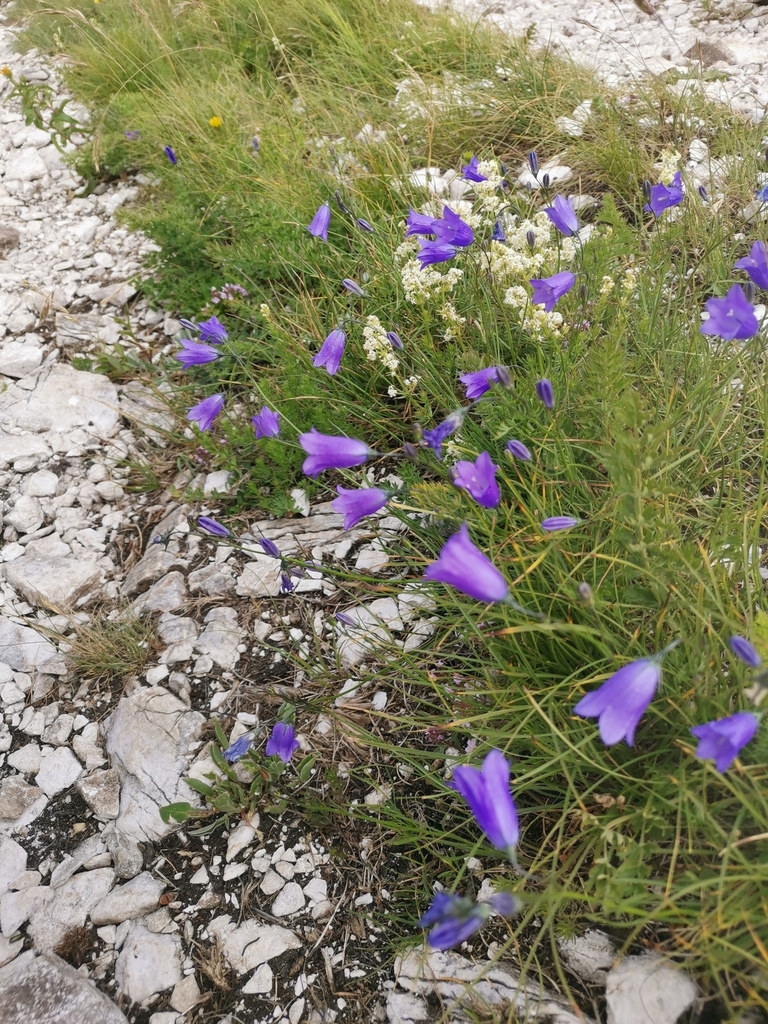 Campanula marchesettii