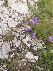 Campanula marchesettii, photograph (c) Ljaž, some rights reserved (CC BY)
