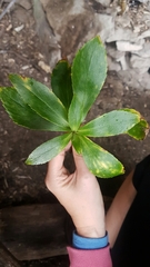 Traversia baccharoides