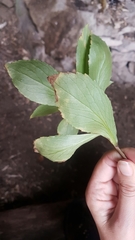 Traversia baccharoides