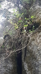 Traversia baccharoides