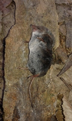 Sorex antinorii