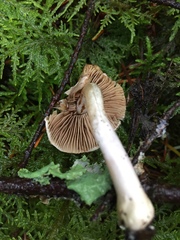 Inocybe geophylla