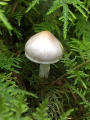 Inocybe geophylla