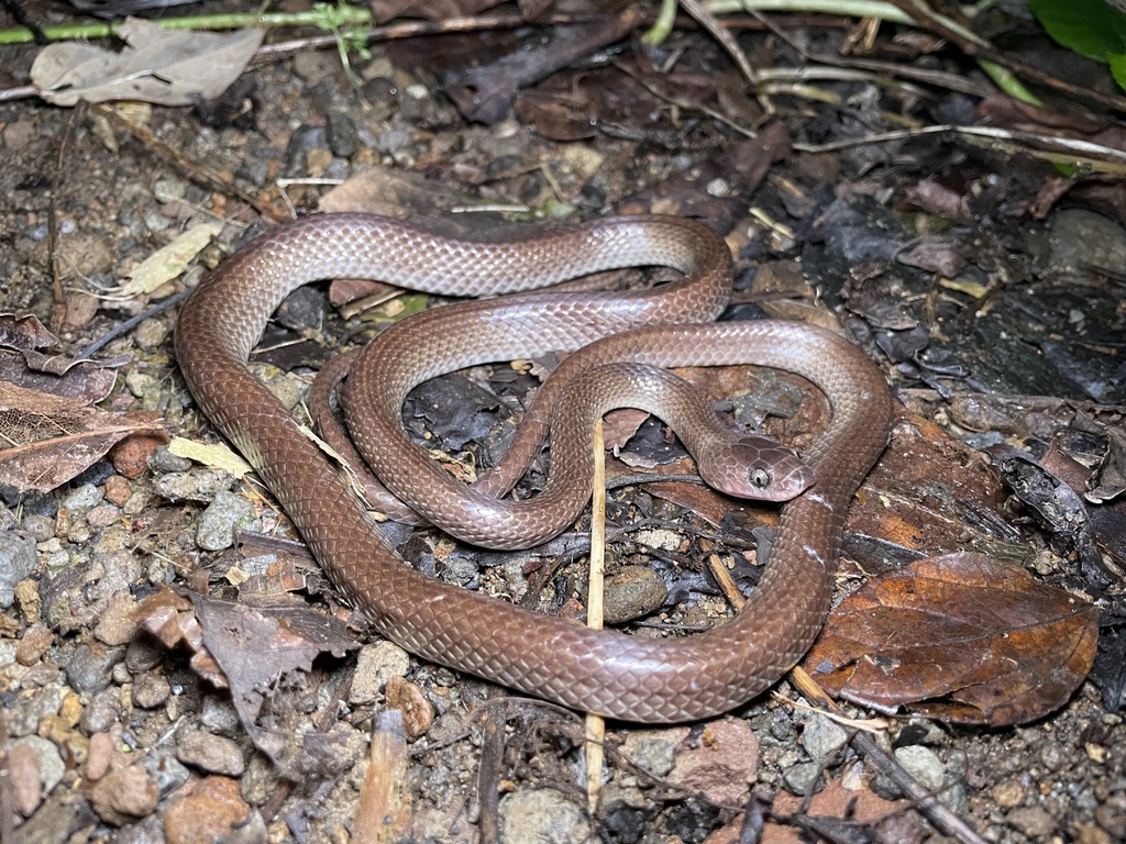 Alcala's Wolf Snake