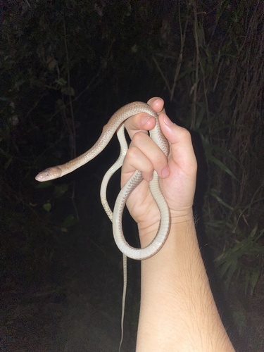 Alcala's Wolf Snake