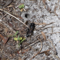 Tachysphex nigerrimus