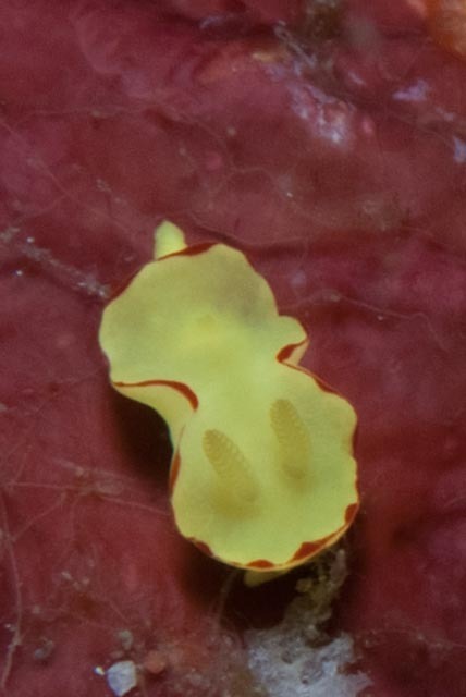Lemon-drop Longtail Dorid