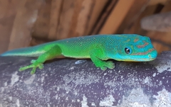 Yellow-Throated Day Gecko photo 1