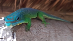 Yellow-Throated Day Gecko photo 3