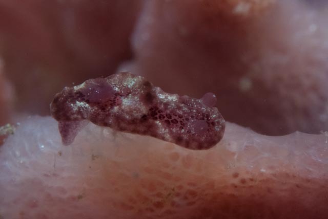 Hallaxa hileenae