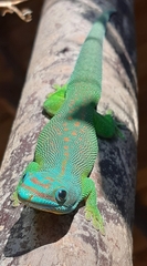 Yellow-Throated Day Gecko photo 4