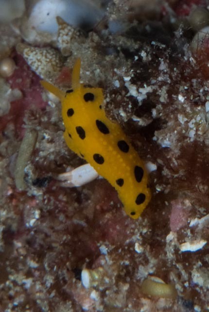 Polkadot Nudibranch