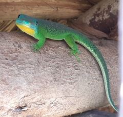 Yellow-Throated Day Gecko photo 2