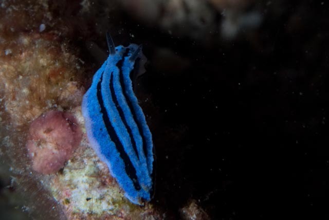Anne's Phyllidiopsis