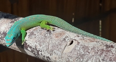 Yellow-Throated Day Gecko photo 5