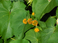 Tilesia baccata