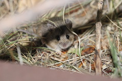 Plains Harvest Mouse