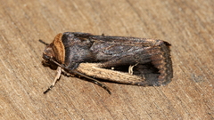 Proteuxoa tortisigna