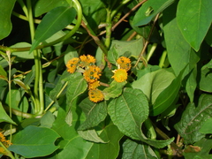 Tilesia baccata
