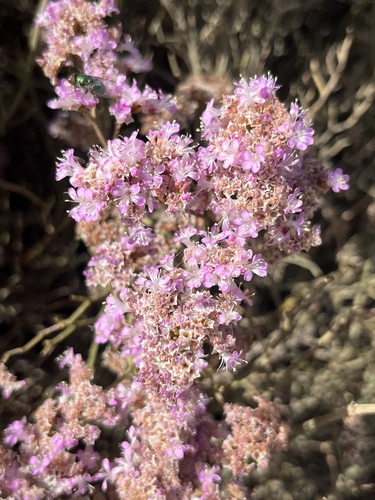 Limonium tuberculatum image