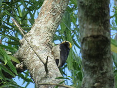 Melanerpes cruentatus
