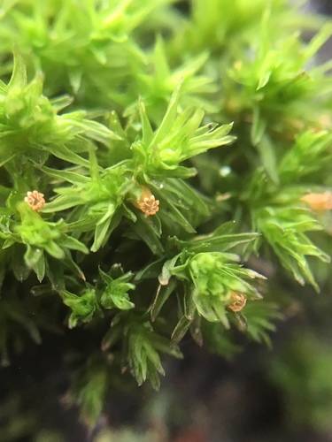 Wood Bristle-moss