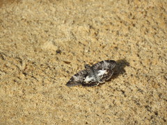 Chiomara asychis